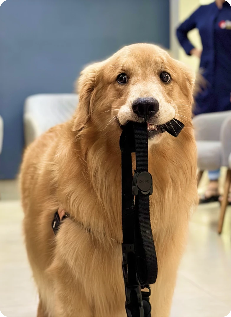 Cachorro esperando atendimento