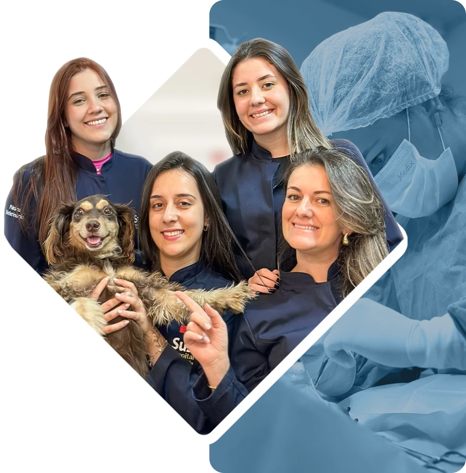 Equipe do Susi Hospital Veterinário